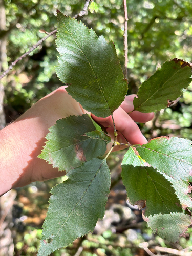 Somerset whitebeam (Karpatiosorbus subcuneata)