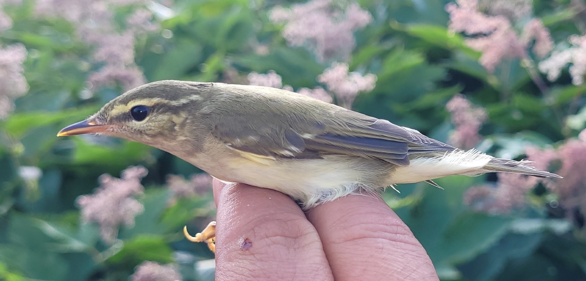 Kamchatka Leaf Warbler