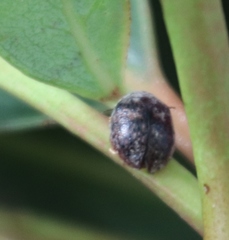 Trachymela tincticollis