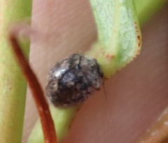 Trachymela tincticollis