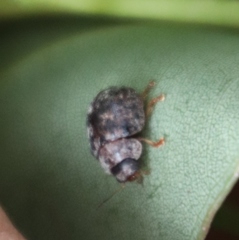 Trachymela tincticollis