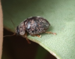 Trachymela tincticollis