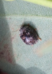 Trachymela tincticollis