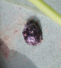 Trachymela tincticollis