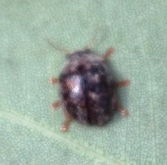 Trachymela tincticollis