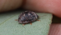 Trachymela tincticollis