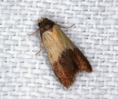 Heteroteucha dichroella