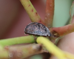 Trachymela tincticollis