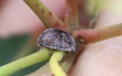 Trachymela tincticollis