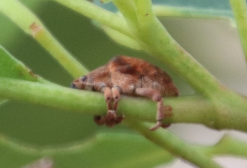 African Gum Weevil photo 6