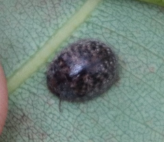 Trachymela tincticollis