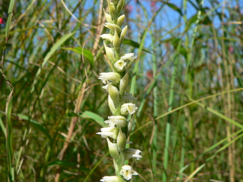 Case's lady's tresses (Spiranthes casei)
