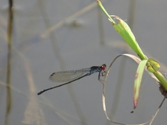 Pseudagrion hamoni