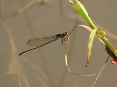 Pseudagrion hamoni