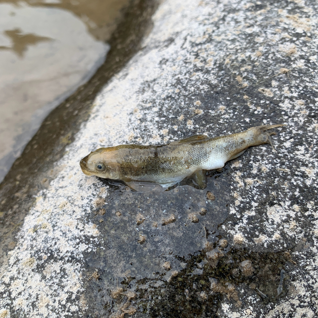 Cordilleran Sucker