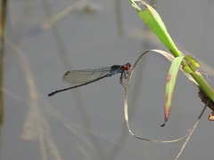 Pseudagrion hamoni