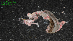 Gloydius ussuriensis