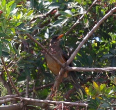 Turdus abyssinicus