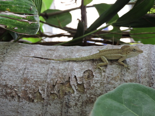Anguilla Anole