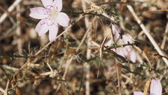 Stephanomeria exigua exigua