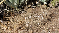 Stephanomeria exigua exigua
