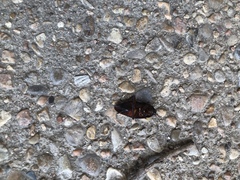 Pycnoscelus surinamensis