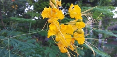 Caesalpinia pulcherrima flava