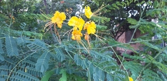 Caesalpinia pulcherrima flava