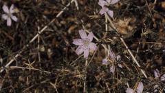 Stephanomeria exigua exigua