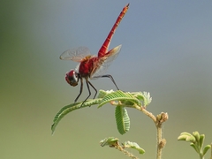 Urothemis assignata