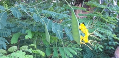 Caesalpinia pulcherrima flava