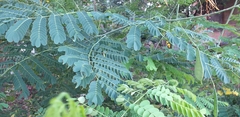 Caesalpinia pulcherrima flava