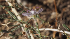 Stephanomeria exigua exigua