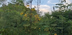 Caesalpinia pulcherrima flava