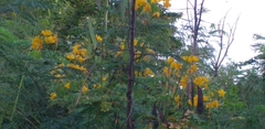 Caesalpinia pulcherrima flava