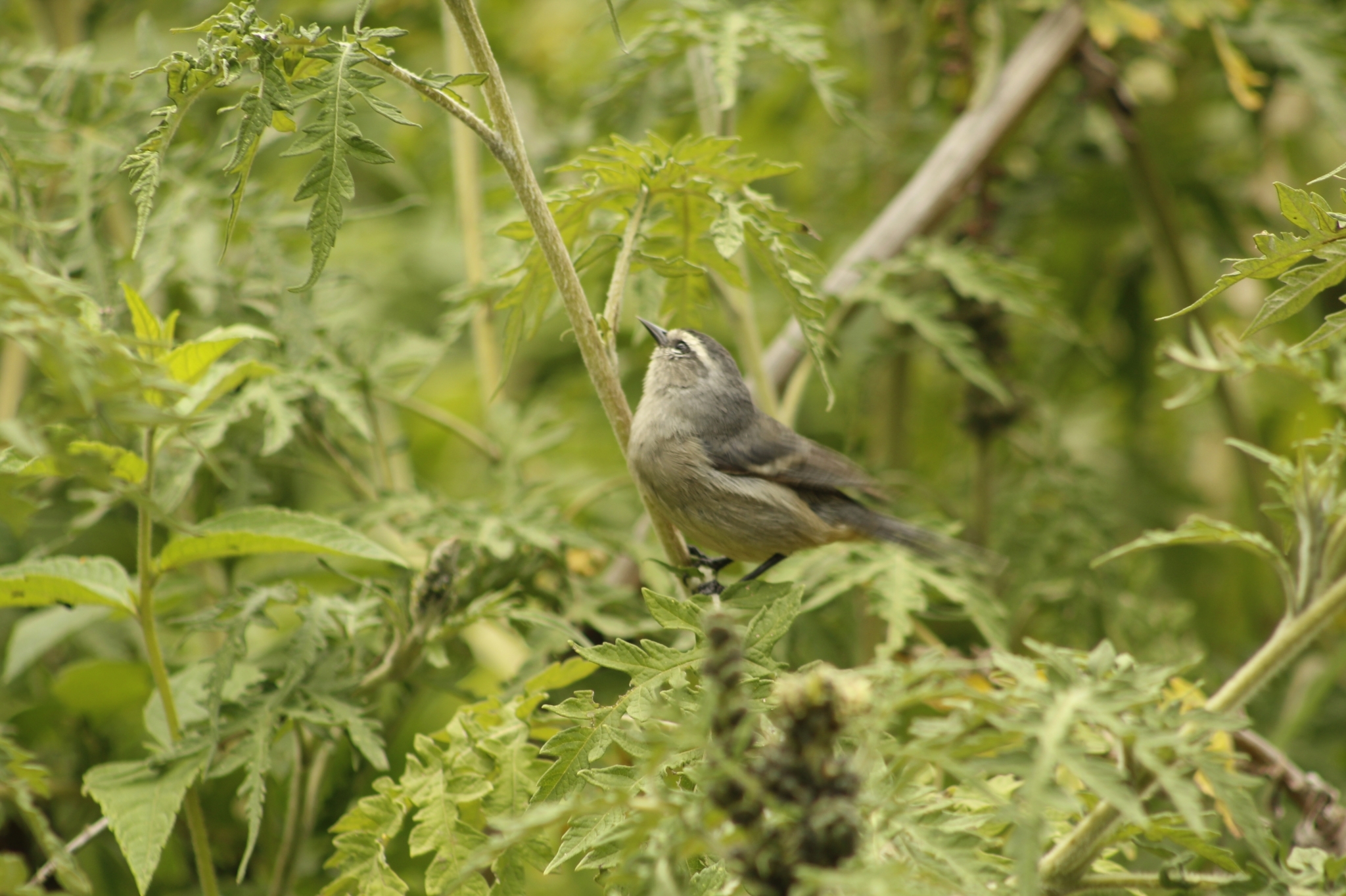 Cinereous Conebill (Conirostrum cinereum), photo 7