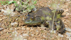 Lithobates catesbeianus