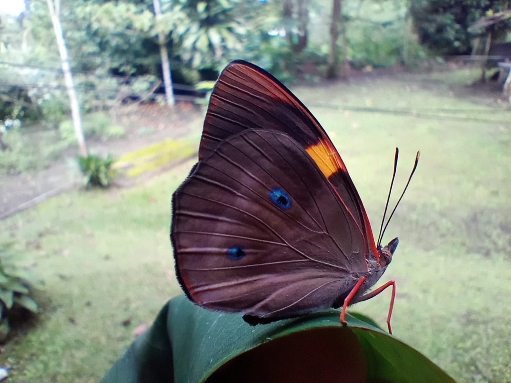 Temenis pulchra