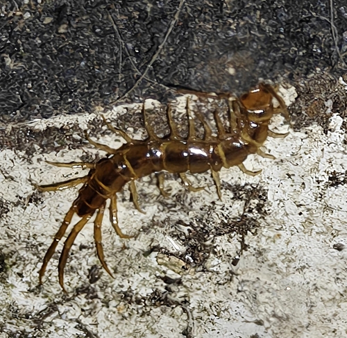 Garden Lithobius, 1022 LA Amsterdam, Netherlands, photo 5 of 10
