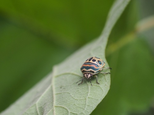 Picasso Bug