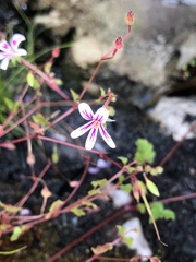 Pelargonium pseudosetulosum