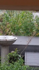 Cardinalis cardinalis