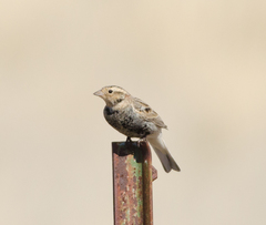 Calcarius ornatus
