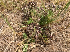 Pelargonium auritum auritum