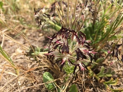Pelargonium auritum auritum