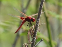 Urothemis assignata