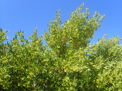 Dodonaea viscosa angustifolia