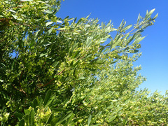 Dodonaea viscosa angustifolia