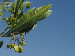Dodonaea viscosa angustifolia