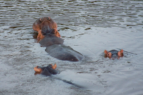 Common Hippopotamus